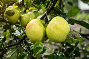 Fresh organic orchard full of riped green apples before harvest