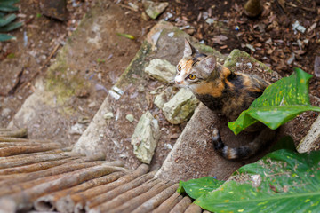 Calico Cat seated on concrete steps