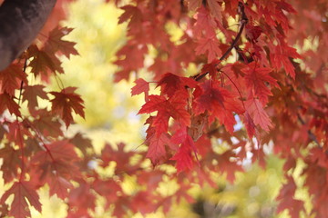 maple tree in the fall season