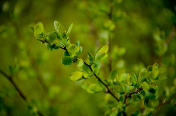 green leaves of a tree