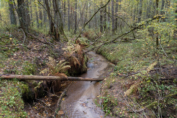 creek in the autumn forest