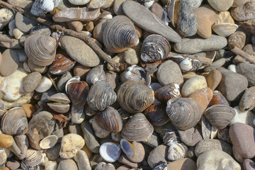 Körbchenmuscheln am Rheinufer, Corbicula fluminea