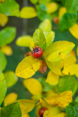 red berry on the tree