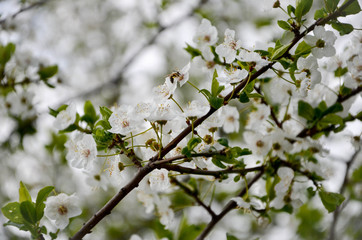white flowers in spring