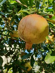 Granada en el árbol 