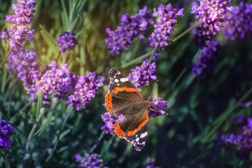 butterfly on lavender