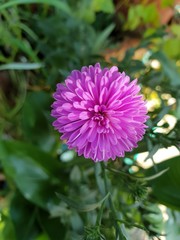 Fototapeta premium Flor morada de temporada en patio andaluz 