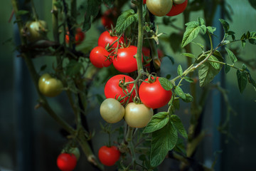 Obraz premium tomatoes on a branch