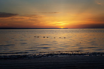 Fototapeta na wymiar ducks are floating on the river against the sky at sunset