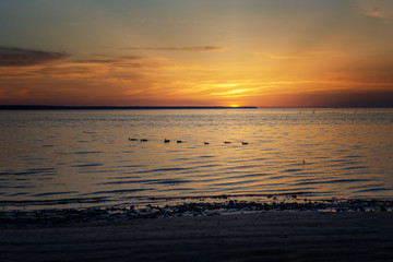 ducks are floating on the river against the sky at sunset