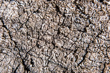 Rough grunge wood texture is macro