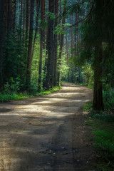 Obraz premium road in the forest