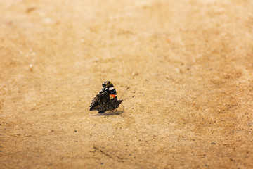 Butterfly on a sand