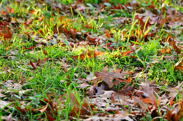 Jesienne drzewa w parku w słoneczny dzień.