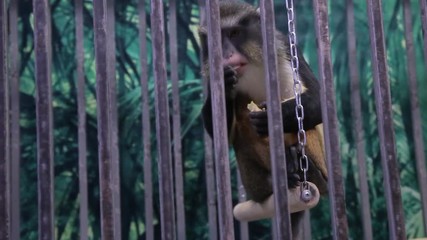 Video clip of a monkey sitting in a cage, and shows itself from behind bars