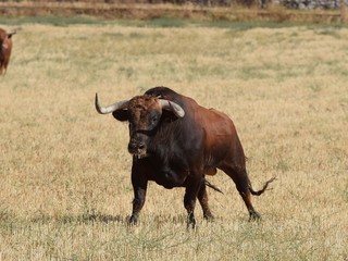 toro bravo