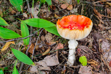 poisonous mushroom amanita growing in the forest