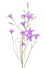 Campanula patula flowers