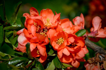 red flower