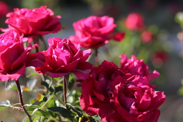 Pink roses in the garden