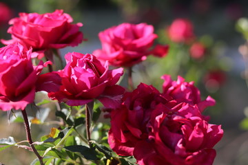 Pink roses in the garden
