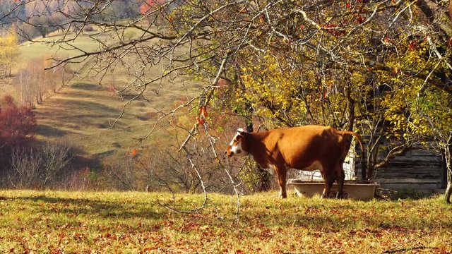 Cow taking a poop in mountain village farm