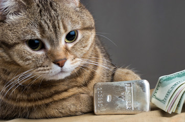 A rich cat. Cat's head near the silver bullion and cash dollars. Selective focus. feinsilber is fine silver.