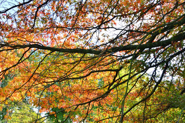 Gałęzie drzewa na tle zielonych, żółtych i brązowych jesiennych liści drzewa.