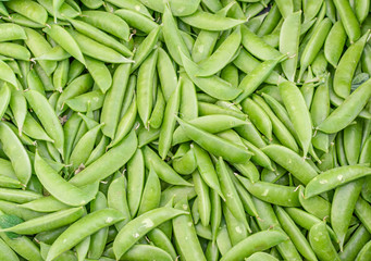 Snow peas fresh from the farm