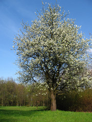 Obraz premium tree in spring