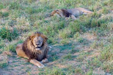 Two calm lions are lying on the meadow - 230118181
