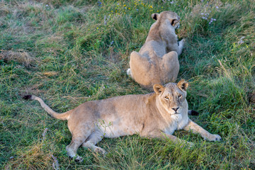 Two graceful lions are lying on the grass - 230118302