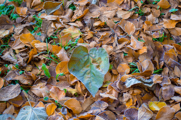 heart-shaped leaves on a bed of frozen leaves
