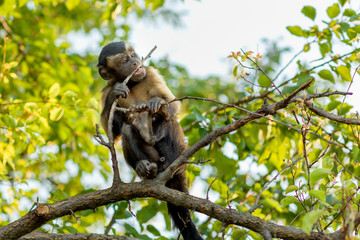 A cute little monkey is gnawing a branch on the tree - 230118377