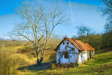 old house on the hill with twin trees  on his side