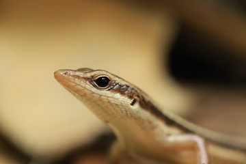 Close-up of an lizard
