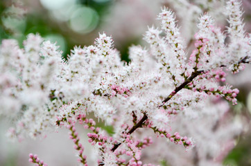 flowers in spring