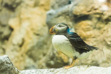 Bird, wildlife and zoo concept - Atlantic Puffin or common puffin