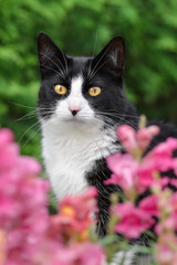 Black and white cat, European Shorthair, portrait