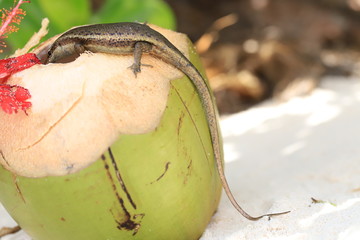 lizard eating a coconut