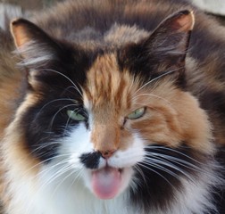 SAMSUNG CAMERA PICTURES