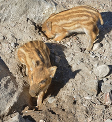 European wild boar piglet with stripes, characteristic feature of piglets. Two dirty piglets
