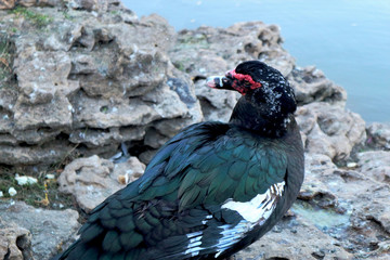 Indo-duck sitting on the rocks Park lakes.