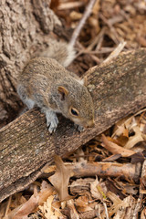 Young Eastern Gray Squirrel
