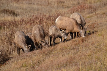 Herd of Big Horned Sheep