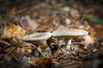 Champignon in the forest, on yellow leaves in late autumn