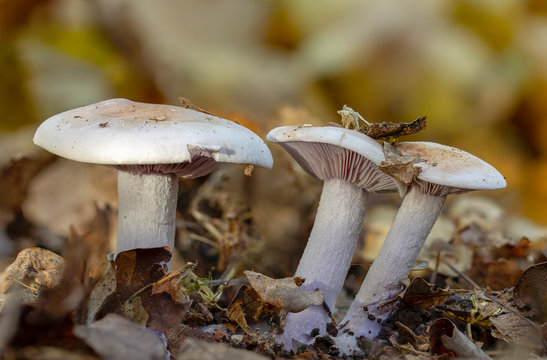 Champignon in the forest, on yellow leaves in late autumn