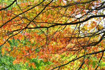 Gałęzie drzewa na tle zielonych, żółtych i brązowych jesiennych liści drzewa.