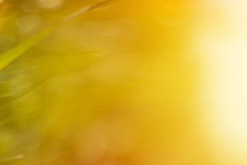 Spring grass in sunset sunshine. Green yellow orange abstract nature blurred background. Macro, bokeh