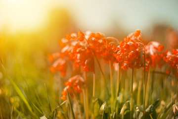 Spring background with beautiful red flowers. Sunlight